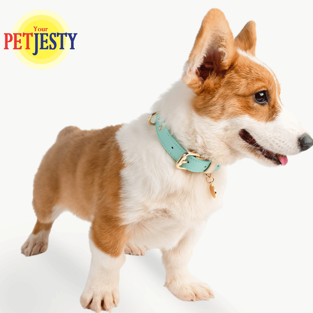 Your Petjesty Pastel Paws Collection Dog Collar