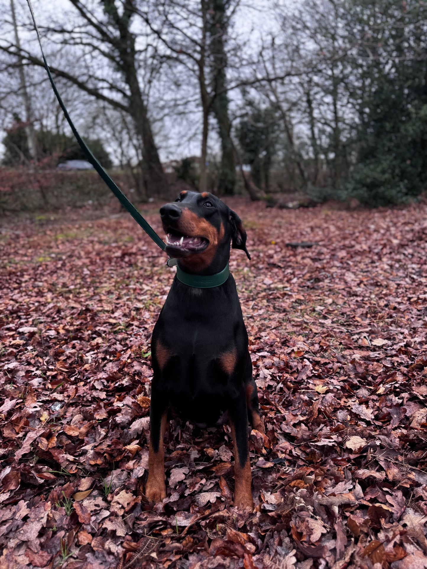 Your Petjesty Luxury Leather Dog Lead