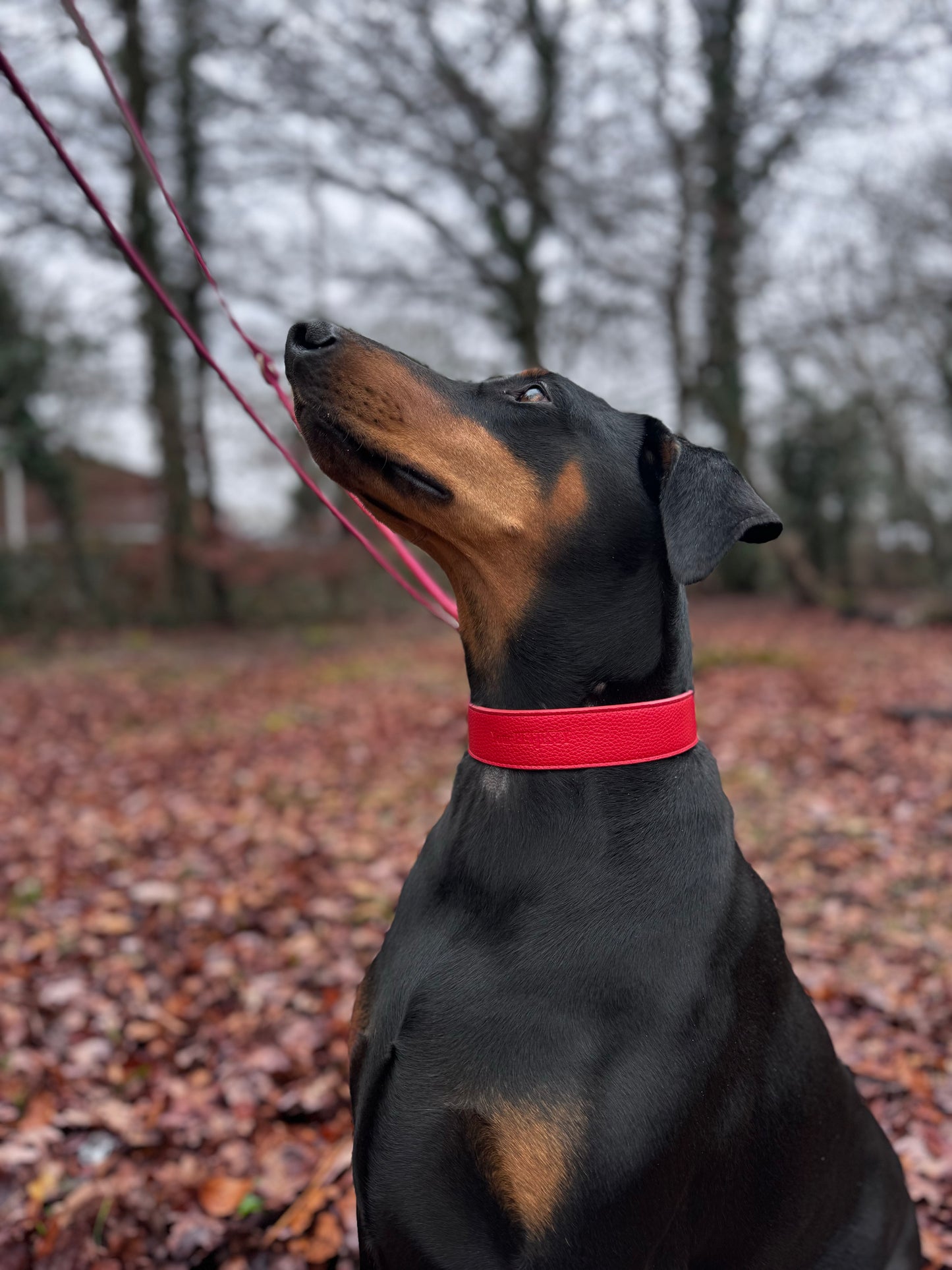 Your PetJesty Luxury Leather Dog Collar