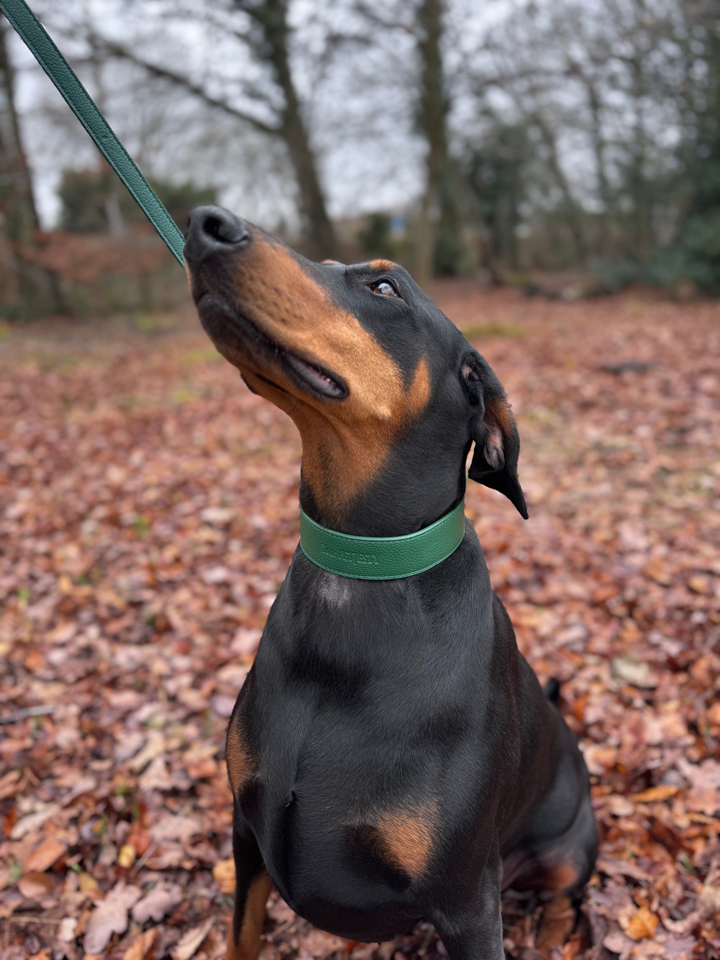Your Petjesty Premium Leather Dog Collar and Lead