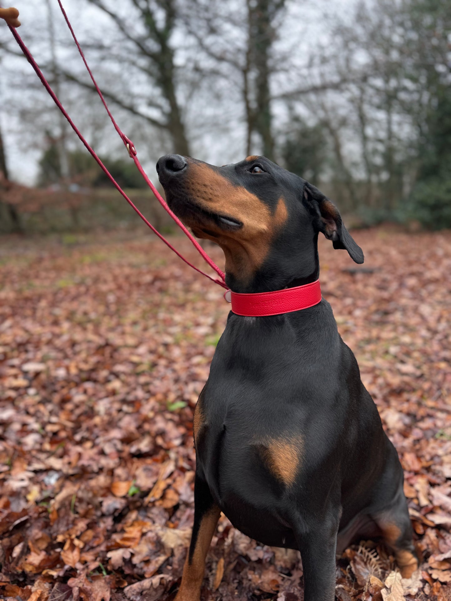 Your Petjesty Premium Leather Dog Collar and Lead