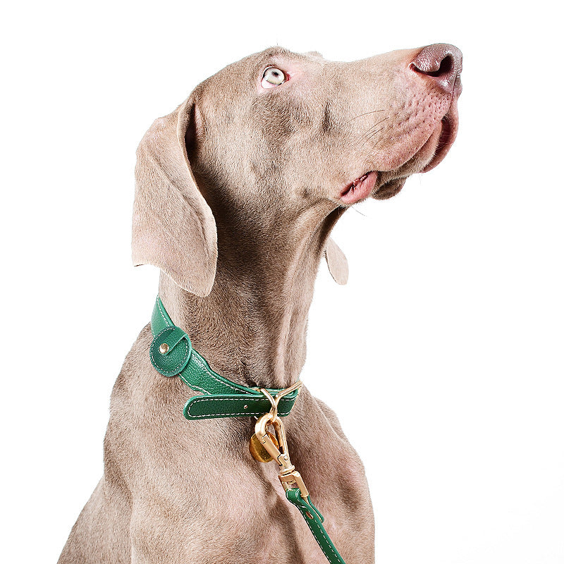 Your Petjesty Premium Leather Dog Collar and Lead